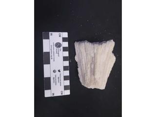 HS116E fossilized coral specimen photo