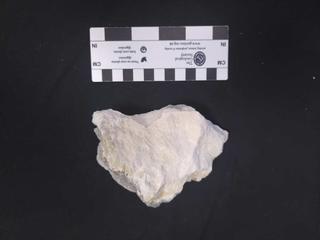 HS117A fossilized coral specimen photo