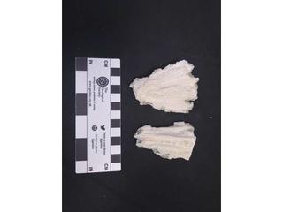 HS117B fossilized coral specimen photo