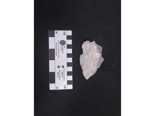 HS117C fossilized coral specimen photo