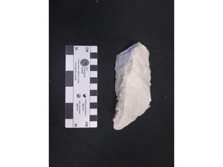 HS117D fossilized coral specimen photo