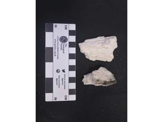 HS118A fossilized coral specimen photo