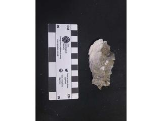HS118B fossilized coral specimen photo