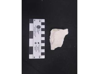 HS118C fossilized coral specimen photo