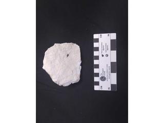 HS119A fossilized coral specimen photo