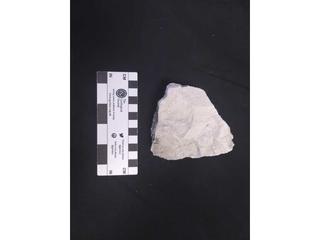 HS119B fossilized coral specimen photo