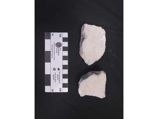 HS119C fossilized coral specimen photo