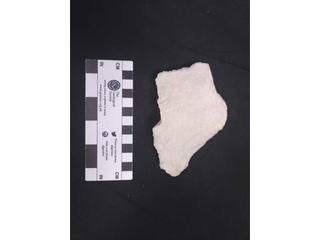 HS119D fossilized coral specimen photo