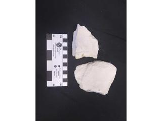 HS119E fossilized coral specimen photo