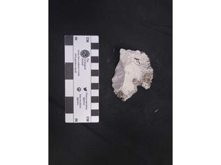 HS119F fossilized coral specimen photo