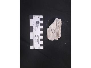 HS119G fossilized coral specimen photo