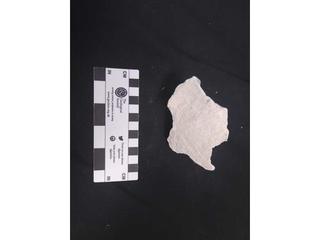 HS120A fossilized coral specimen photo