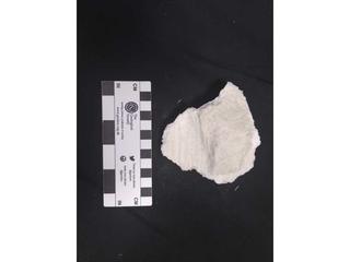 HS120B fossilized coral specimen photo