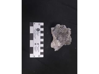 HS121A fossilized coral specimen photo