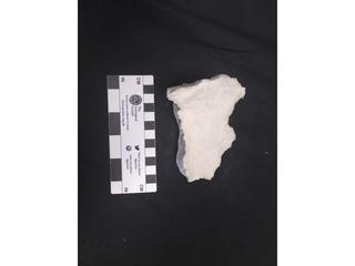 HS121B fossilized coral specimen photo