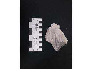 HS122A fossilized coral specimen photo