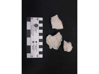 HS122B fossilized coral specimen photo