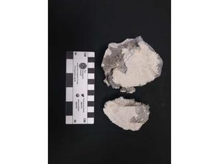 HS122C fossilized coral specimen photo