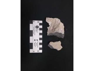 HS122C fossilized coral specimen photo