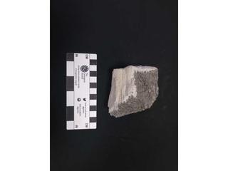 HS122D fossilized coral specimen photo