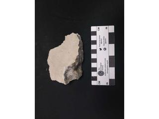HS122E fossilized coral specimen photo