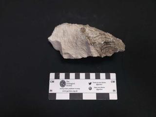 HS122F fossilized coral specimen photo