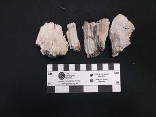 HS122G fossilized coral specimen photo