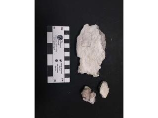 HS123A fossilized coral specimen photo