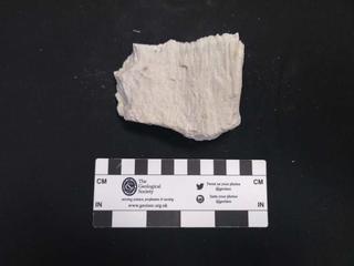 HS123B fossilized coral specimen photo