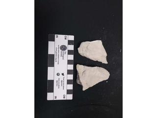 HS123C fossilized coral specimen photo