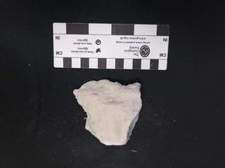 HS123D fossilized coral specimen photo