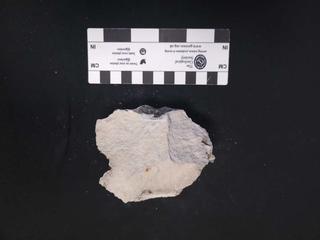 HS123E fossilized coral specimen photo