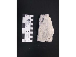 HS123F fossilized coral specimen photo