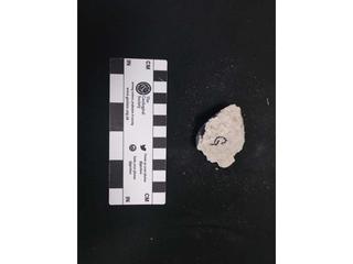 HS123G fossilized coral specimen photo