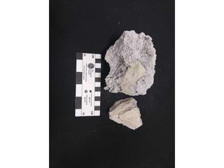 HS124A fossilized coral specimen photo