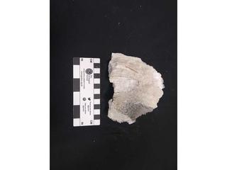 HS124B fossilized coral specimen photo