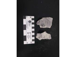 HS124C fossilized coral specimen photo