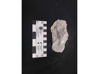 HS124D fossilized coral specimen photo