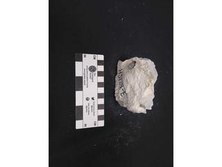 HS124E fossilized coral specimen photo
