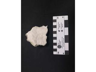 HS125A fossilized coral specimen photo