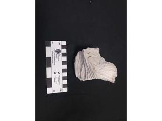 HS125B fossilized coral specimen photo