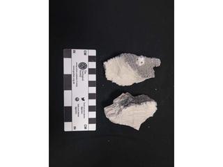 HS125C fossilized coral specimen photo