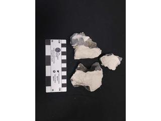 HS125D fossilized coral specimen photo