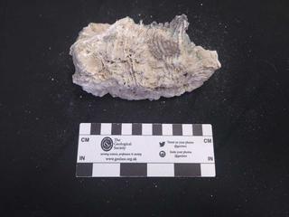 HS1XX-A fossilized coral specimen photo
