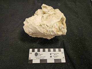 UNNAMED_ATIUQUARRY fossilized coral specimen photo