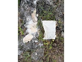 HS101G fossilized coral specimen photo