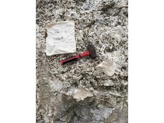 HS104B fossilized coral specimen photo