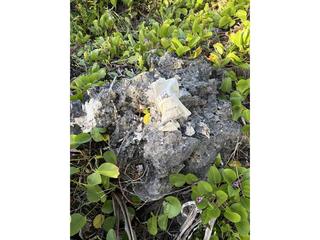 HS111C fossilized coral specimen photo