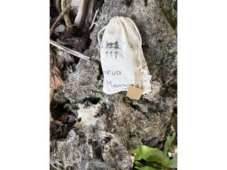 HS111B fossilized coral specimen photo