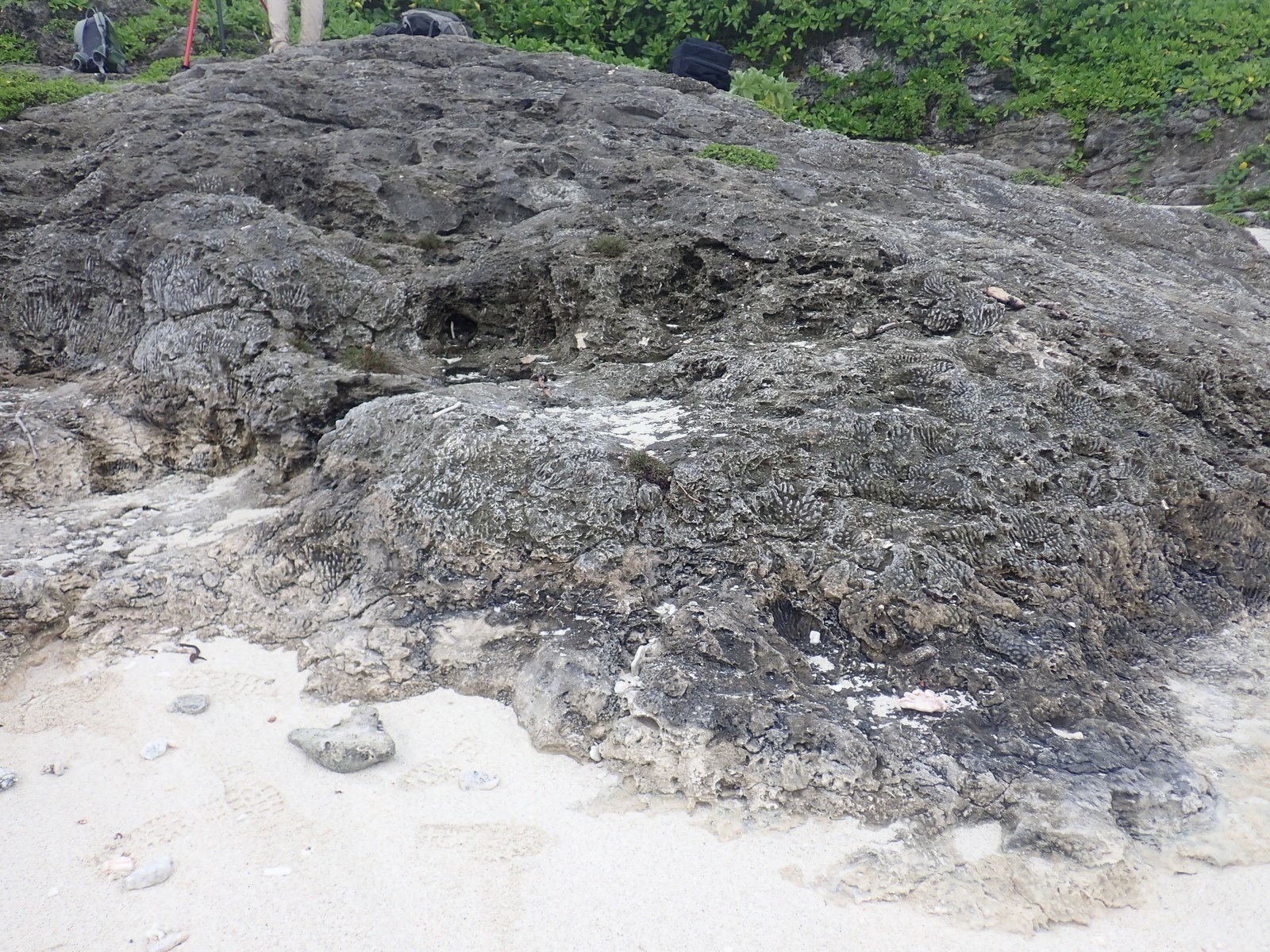 Wide view of dense branching coral framework exposed in dark limestone above pale beach sand, with survey gear and a partial view of a fieldworker at the vegetated rim.